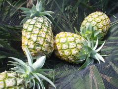 在来種（ハワイ種）パイン 「農園はこすけ」 こだわりのパイン・マンゴー